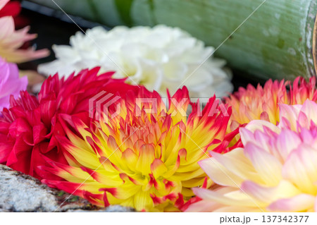 手水舎を彩る色鮮やかなダリアの花手水 137342377