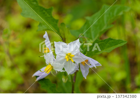 野原に咲く白と黄色のワルナスビの花 野原に咲く白と黄色のワルナスビの花 137342380