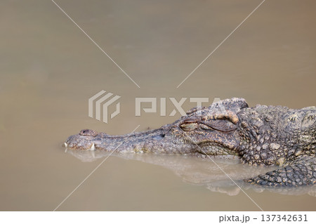 The crocodile is sleep on the river near canal The crocodile is sleep on the river near canal 137342631