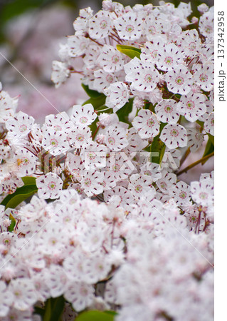 カルミアの花 カルミアの花 137342958