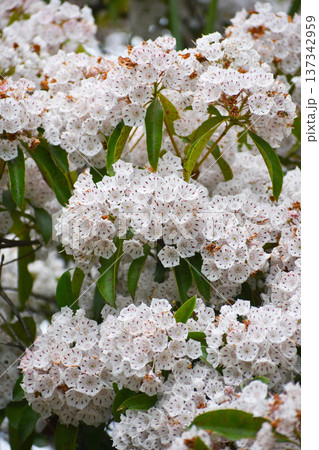 カルミアの花 137342959