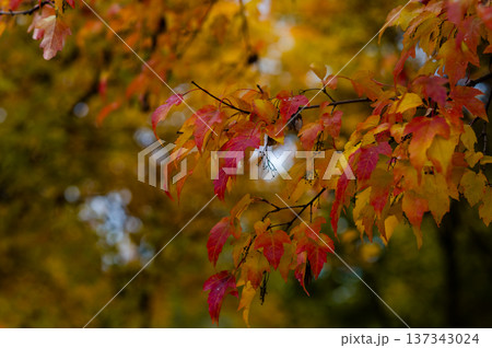 Branch with red and yellow maple leaves on blurred background of autumn forest with warm seasonal colors 137343024
