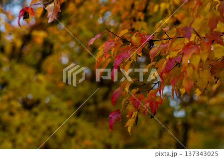 Branch with red and yellow maple leaves on blurred background of autumn forest with warm seasonal colors Branch with red and yellow maple leaves on blurred background of autumn forest with warm seasonal colors 137343025