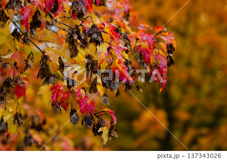 Branch with red and yellow maple leaves on blurred background of autumn forest with warm seasonal colors Branch with red and yellow maple leaves on blurred background of autumn forest with warm seasonal colors 137343026