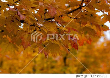 Branch with red and yellow maple leaves on blurred background of autumn forest with warm seasonal colors Branch with red and yellow maple leaves on blurred background of autumn forest with warm seasonal colors 137343028