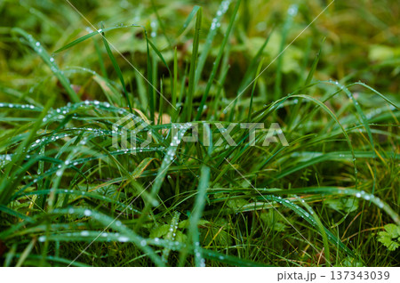 Green grass with dew drops natural background Green grass with dew drops natural background 137343039