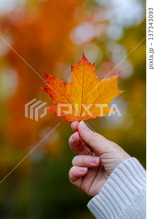 Female hand in white knitted sweater holding orange maple leaf on blurred background of colorful autumn forest 137343093