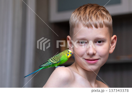 Green budgerigar sitting on the shoulder of teenage owner Green budgerigar sitting on the shoulder of teenage owner 137343378