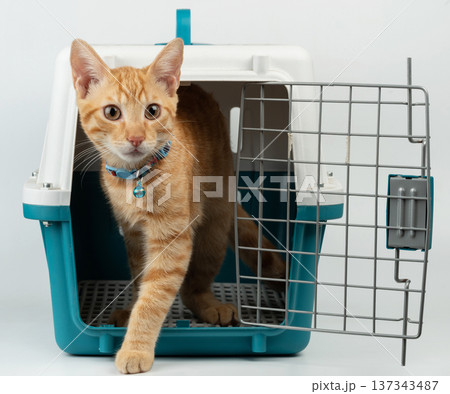 Let free cat from cage Let free cat from cage 137343487