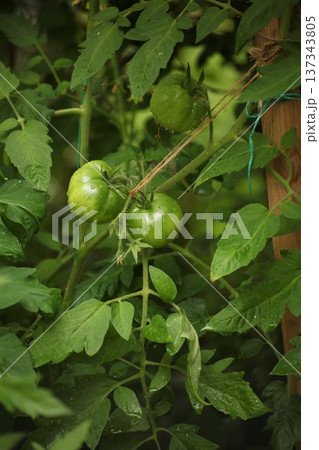 Unripe green tomatoes growing on vine tied to support in vegetable garden. Fresh tomato fruits developing on plant with leaves and stems in natural organic cultivation. Unripe green tomatoes growing on vine tied to support in vegetable garden. Fresh tomato fruits developing on plant with leaves and stems in natural organic cultivation. 137343805