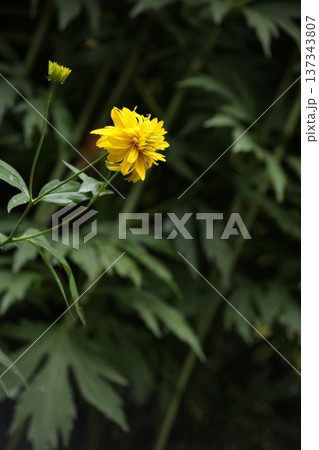Bright yellow double flowers of Rudbeckia laciniata known as golden glow blooming in garden among green leaves and branches after rain. Ornamental perennial plant growing in natural summer garden. 137343807