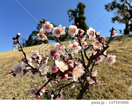 青空に映える梅の花 春の訪れ 青空に映える梅の花 春の訪れ 137343900
