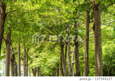 Low-angle view of Terminalia Mantaly trees with the blue sky in the park. Low-angle view of Terminalia Mantaly trees with the blue sky in the park. 137344217