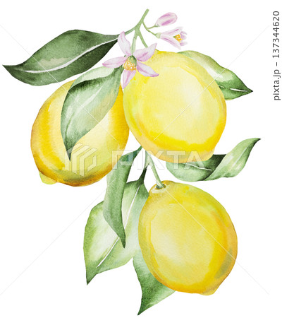 Hand drawn watercolor lemon branch with yellow lemons and green leaves, isolated illustration 137344620