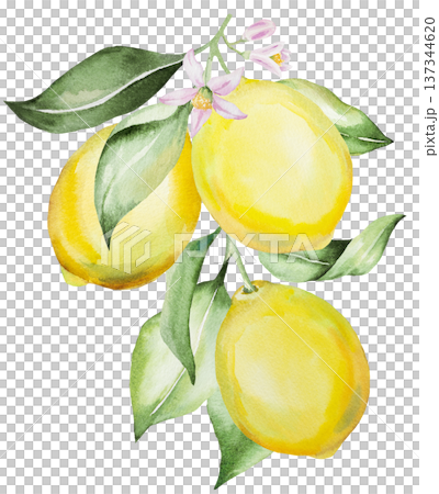 Hand drawn watercolor lemon branch with yellow lemons and green leaves, isolated illustration 137344620