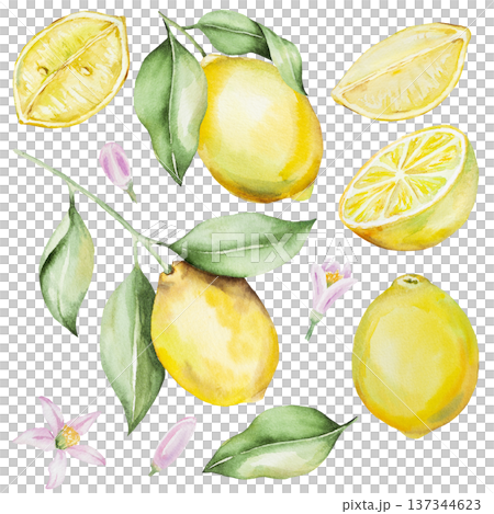 Hand drawn watercolor lemon branch with yellow lemons and green leaves, isolated illustration Hand drawn watercolor lemon branch with yellow lemons and green leaves, isolated illustration 137344623