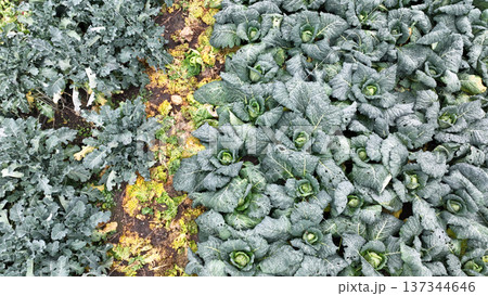 Farm bio savoy cabbage vegetable kale Brassica oleracea Milan or Lombard organic winter king healthy delicious nutritious planted by farmers in garden field farm farming during autumn season aerial 137344646