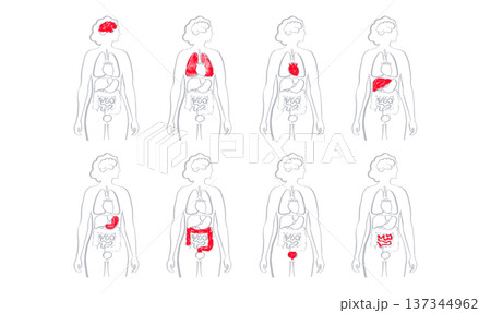 Internal Organs Sketch Internal Organs Sketch 137344962