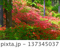 東秩父村　二本木峠　山つつじ   ( 埼玉県 ) 137345037