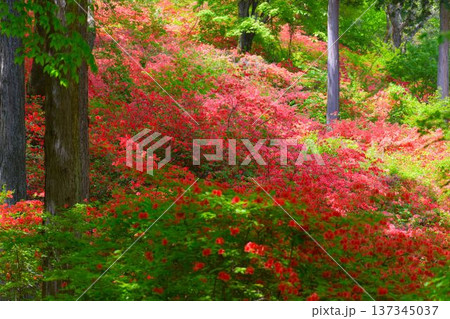 東秩父村 二本木峠 山つつじ ( 埼玉県 ) 東秩父村 二本木峠 山つつじ ( 埼玉県 ) 137345037