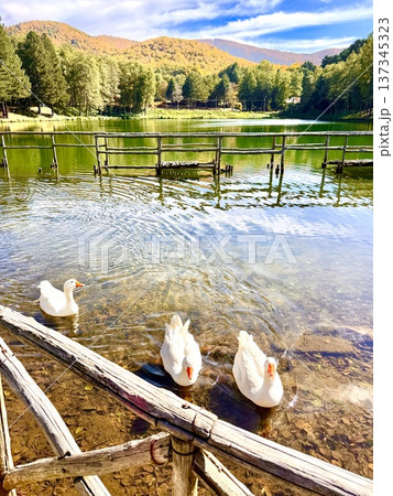 Small lake with white swans in Calabria 137345323