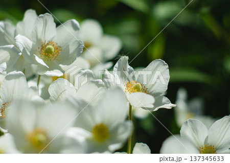 White anemone flower and fluff 137345633