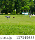 Gray Herons and a Mallard Duck on a Lush Green Park Lawn 137345688