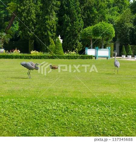 Gray Herons and a Mallard Duck on a Lush Green Park Lawn Gray Herons and a Mallard Duck on a Lush Green Park Lawn 137345688