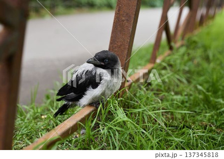 Serene moment captured of crow resting next to fence post Serene moment captured of crow resting next to fence post 137345818