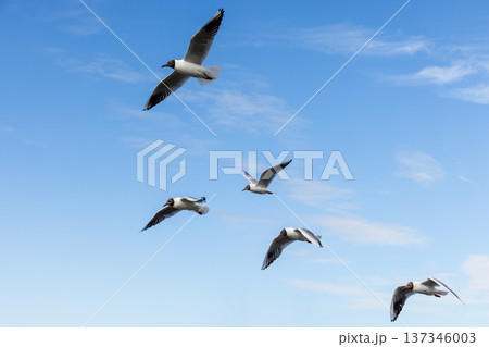 Group of black-headed gulls are fly in blue cloudy sky 137346003