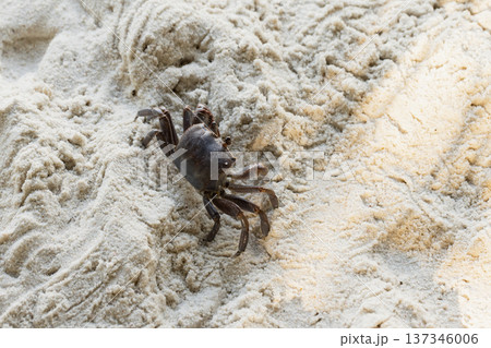 Ghost crab stands on white coastal sand and looks back Ghost crab stands on white coastal sand and looks back 137346006