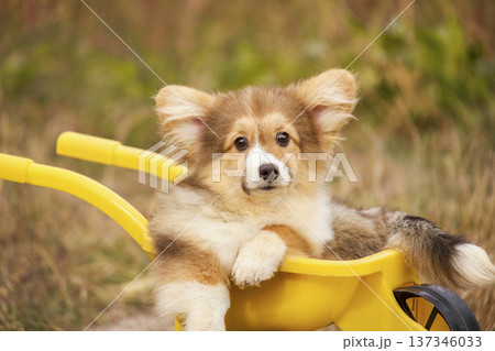 The fluffy dog sits comfortably inside a garden toy, showcasing its beautiful fur and expressive eyes. This charming scene captures a peaceful moment with a domestic pet. The fluffy dog sits comfortably inside a garden toy, showcasing its beautiful fur and expressive eyes. This charming scene captures a peaceful moment with a domestic pet. 137346033