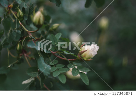 A tea rose bud in the shade 137346871