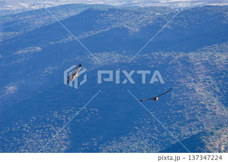 Vulture birds in flight over Douro park Vulture birds in flight over Douro park 137347224