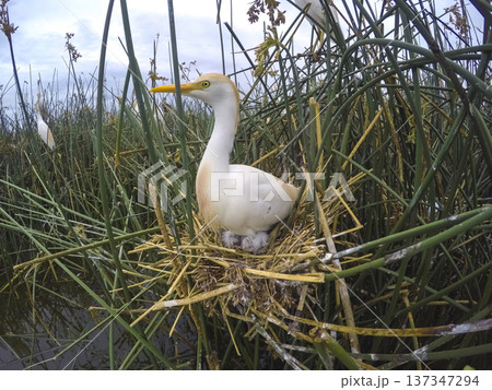 Cattle Egret, Bubulcus ibis, nesting, La Pampa Province, Patagonia, Argentina Cattle Egret, Bubulcus ibis, nesting, La Pampa Province, Patagonia, Argentina 137347294