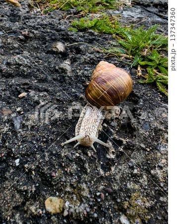 Close-up view of a garden snail crawling over grey stone with greenery in background during daylight in a natural setting Close-up view of a garden snail crawling over grey stone with greenery in background during daylight in a natural setting 137347360