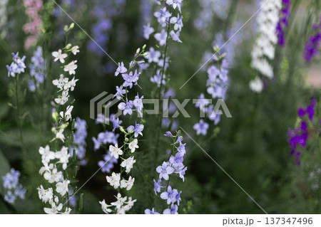 Colorful wild meadow flowers in purple pink and white tones growing in a natural summer garden with soft blurred background 137347496