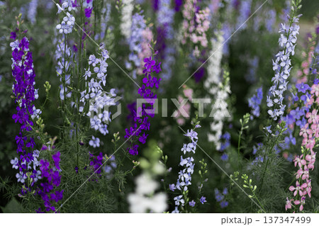 Field of blooming pastel wildflowers in soft violet pink and white colors with shallow depth of field and natural light 137347499