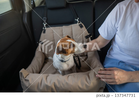 Caucasian woman travels by car with her dog. Jack Russell Terrier in a special car seat.  137347731