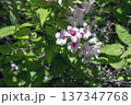 Fully opened pink flowers of Weigela florida in May 137347768
