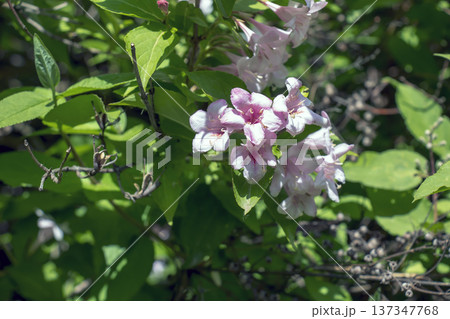 Fully opened pink flowers of Weigela florida in May Fully opened pink flowers of Weigela florida in May 137347768