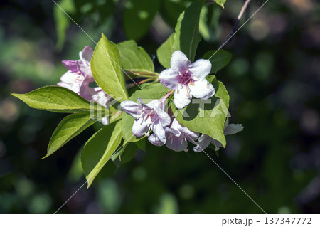 Beautiful pink flowers Weigela florida. Flowers of weigela florida. Blooming garden in spring garden in day Beautiful pink flowers Weigela florida. Flowers of weigela florida. Blooming garden in spring garden in day 137347772