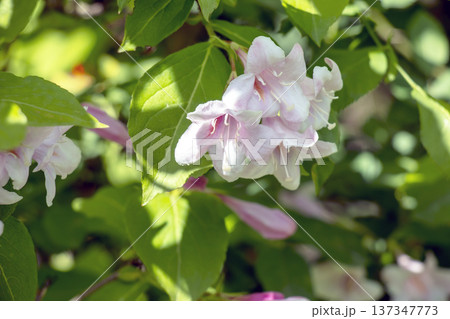 Weigela blooms in late spring. Weigela Florida Candida. Close-up Weigela blooms in late spring. Weigela Florida Candida. Close-up 137347773