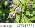 Pastel pink flowers of Weigela florida in mid May 137347774