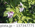 Green leaves and pink flowers of Weigela florida in mid May 137347775