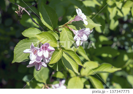 Green leaves and pink flowers of Weigela florida in mid May Green leaves and pink flowers of Weigela florida in mid May 137347775