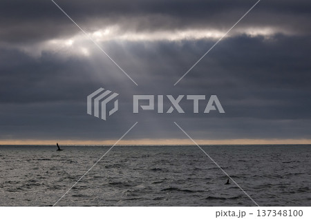 Sunbeams at sunset, in pampas landscape, 137348100