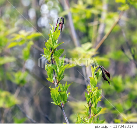 Branches of Weigela florida or Weigela japonica in early spring with shoots of green young leaves 137348317