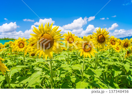 ひまわりと夏空《夏の風景素材》 ひまわりと夏空《夏の風景素材》 137348456