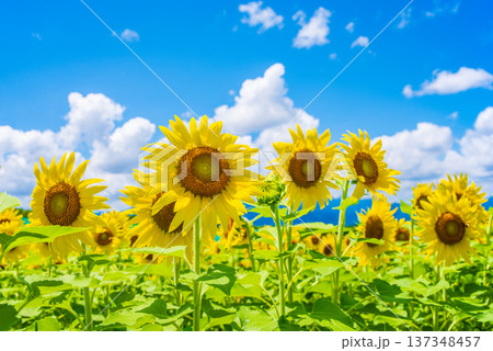 ひまわりと夏空《夏の風景素材》 ひまわりと夏空《夏の風景素材》 137348457